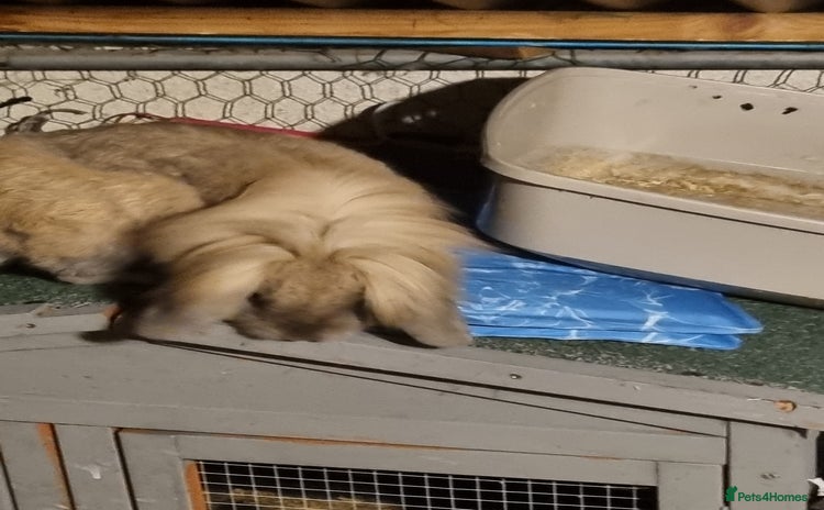 Lionhead rabbits - Advert 1