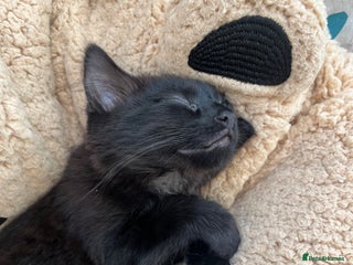 Domestic Shorthair cats in Westcliff-on-Sea - Advert 2