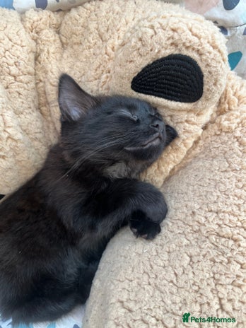 Domestic Shorthair cats in Westcliff-on-Sea - Advert 1