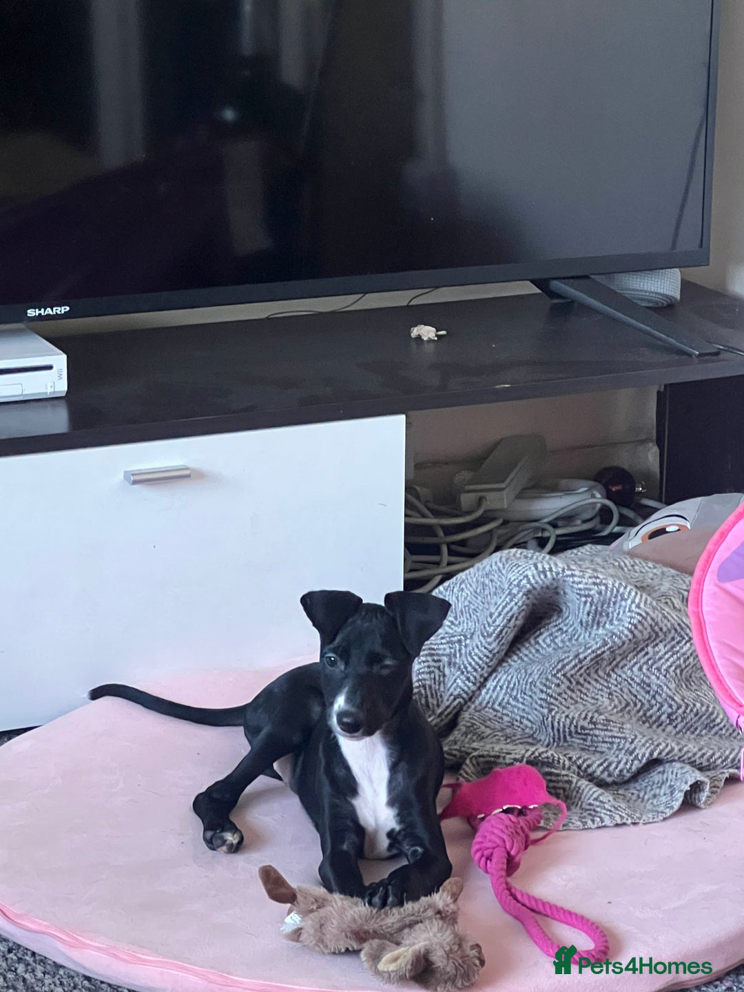 Mixed Breed dogs for sale: Beautiful female Manchester terrier cros lurcher - Advert 2