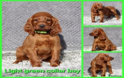 Irish Setter dogs for sale: Outstanding KC Reg Irish Setter puppies  - Image 9