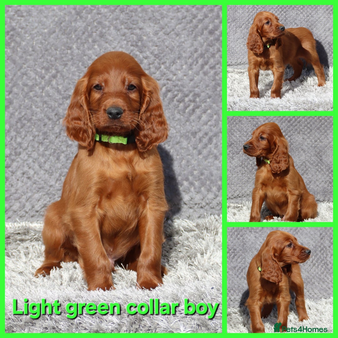 Irish Setter dogs for sale: Outstanding KC Reg Irish Setter puppies  - Image 9