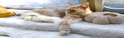 Maine Coon cats for sale: ACTIVE Maine Coon Cream/Silver Tica/GCCF - Advert 2