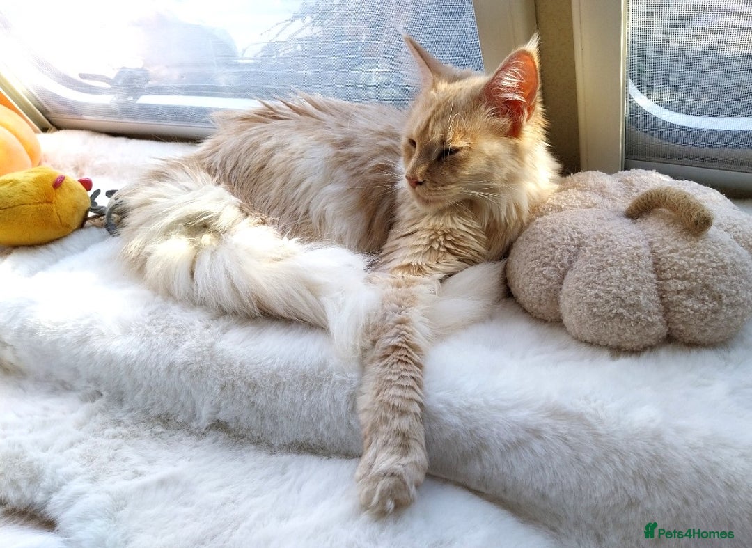 Maine Coon cats for sale: ACTIVE Maine Coon Cream/Silver Tica/GCCF - Advert 2