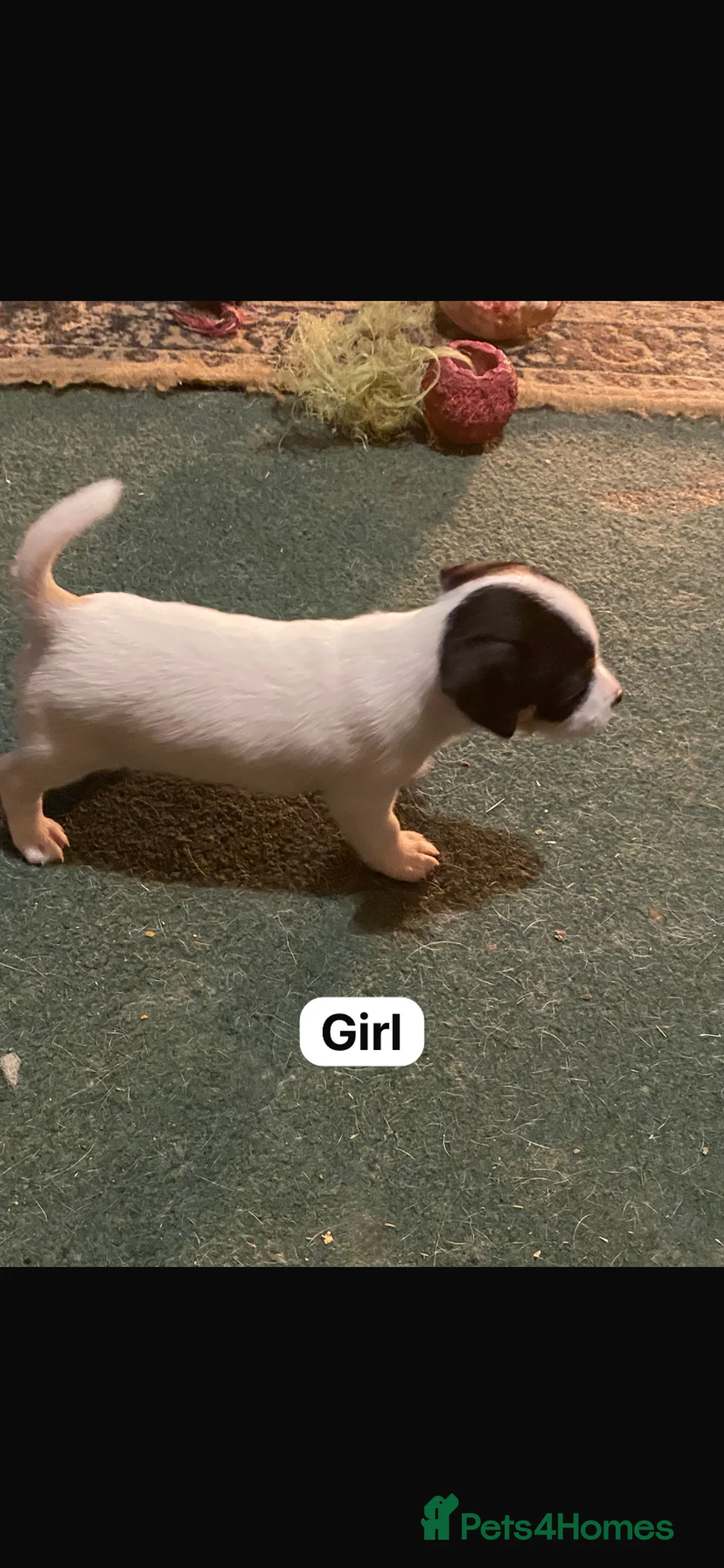 Jack Russell dogs for sale: Jack Russell  - Advert 4