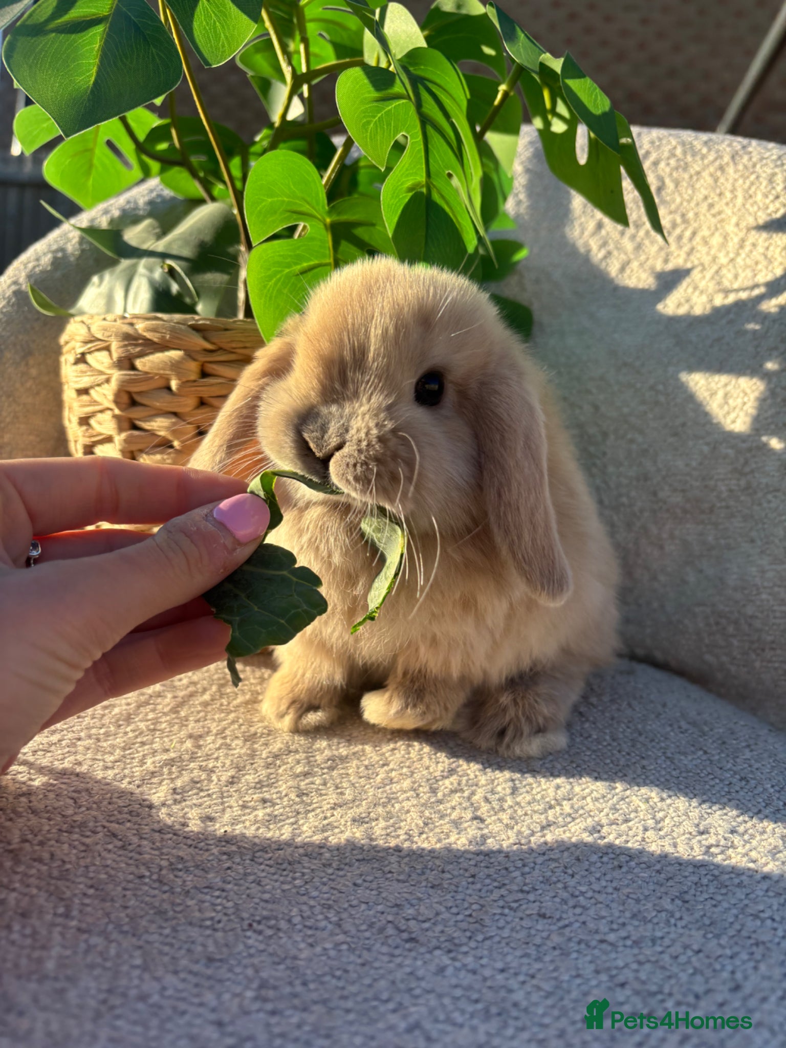 Mini Lop rabbits for sale: Baby mini lops for sale **ready now** - Advert 1
