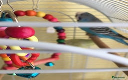 Budgerigars birds for sale: 2 BUDGIES FOR SALE - Image 2
