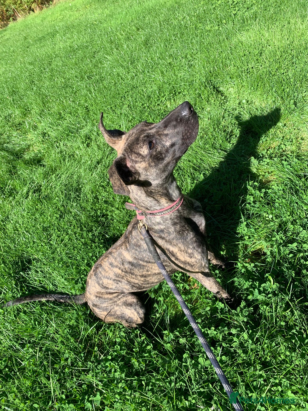Mixed Breed dogs for sale: Billie and Evie lurcher x bullmastiff  - Image 4