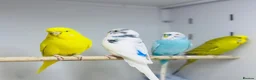 Budgerigars birds for sale: Baby budgies  - Advert 6