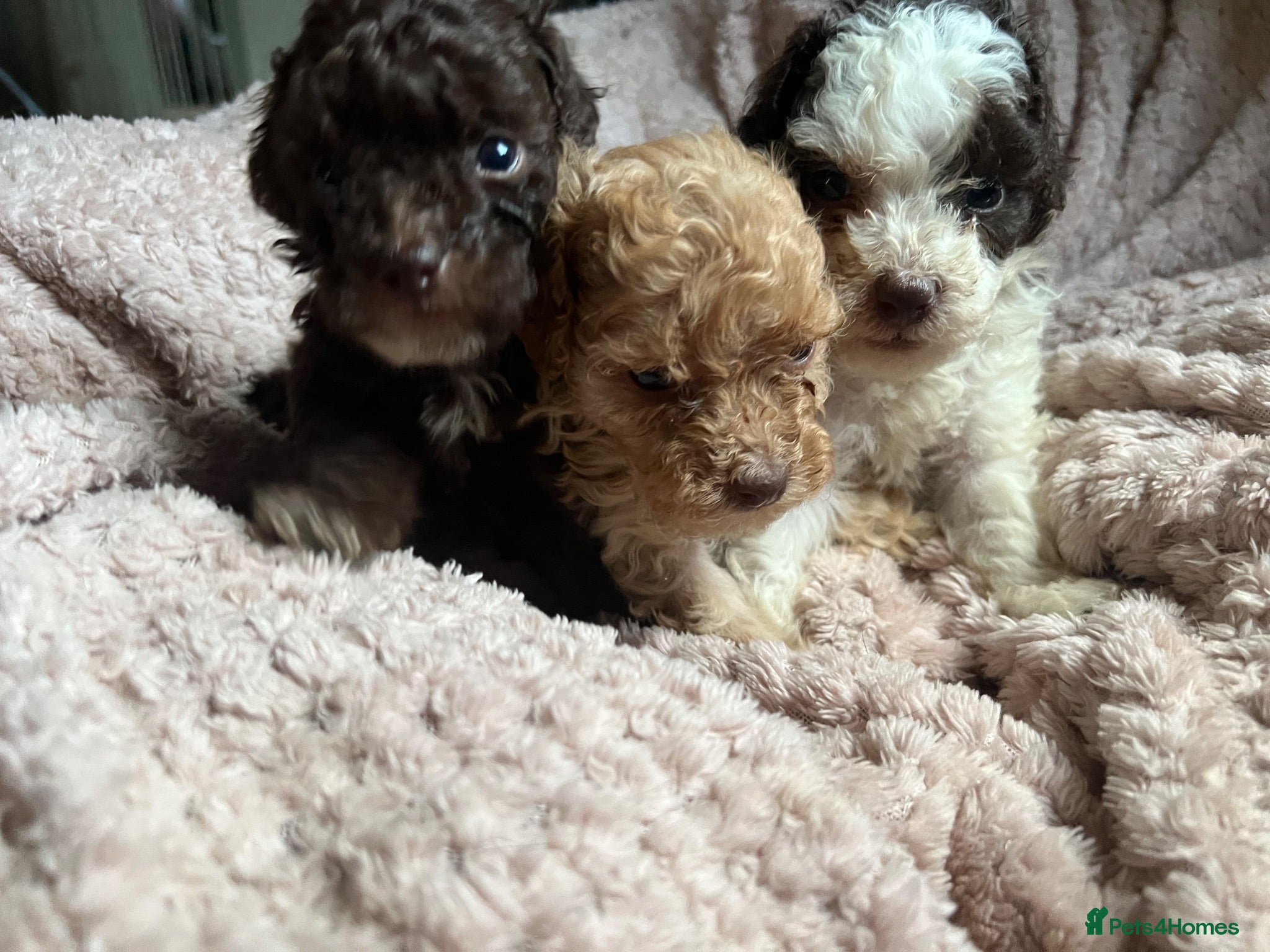 Toy Poodle dogs KC brown Parti, apricot, brown Toy Poodles - Advert 5