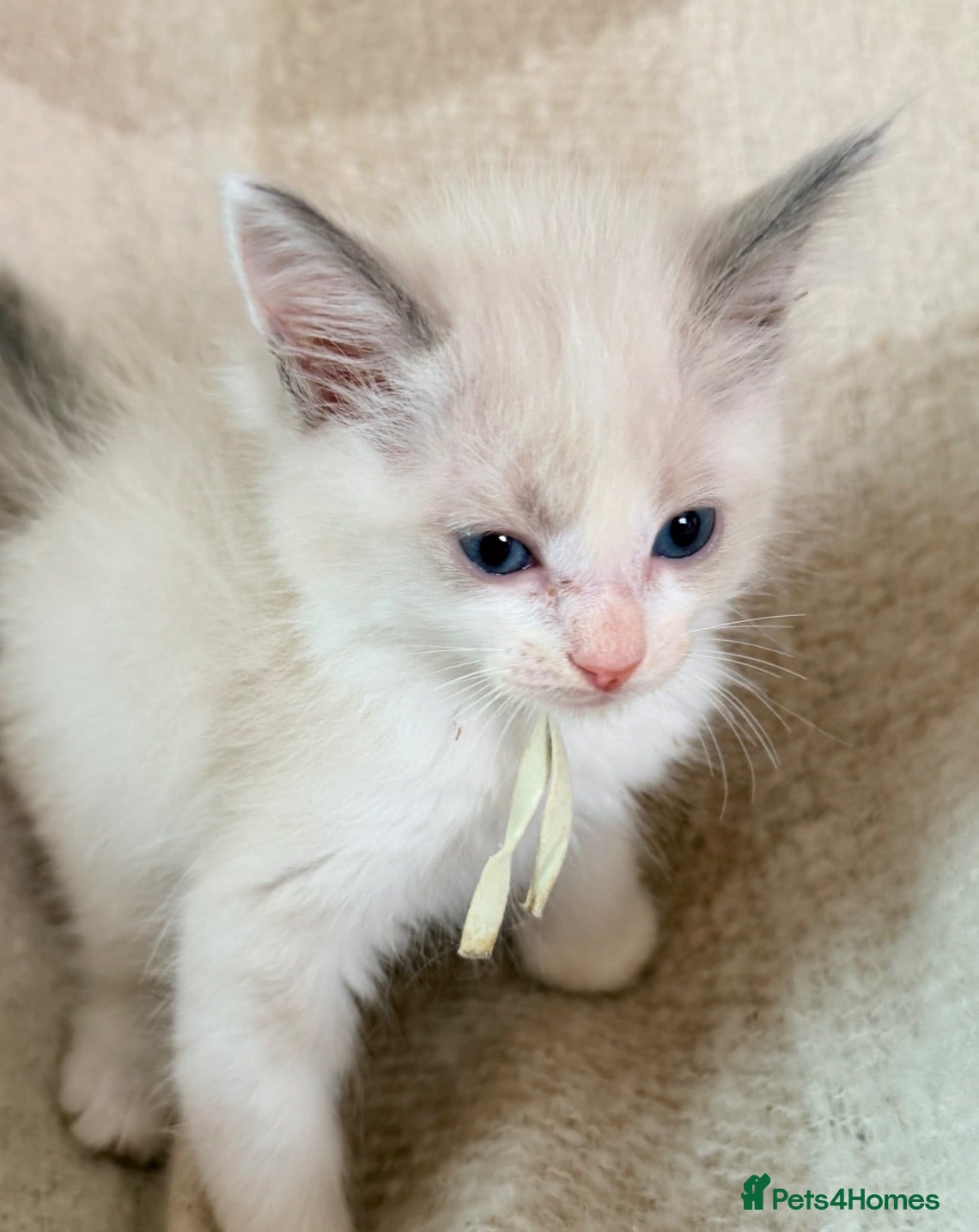Ragdoll cats 🐾 Two Gorgeous Ragdoll Kittens Ready to Leave! 🐾 - Advert 13