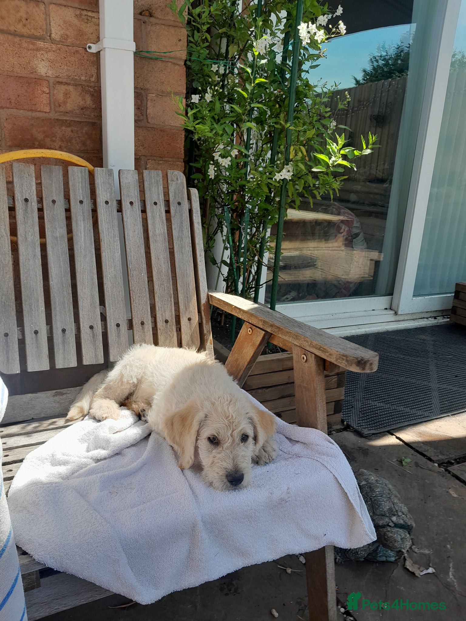 Goldendoodle dogs Goldendoodle puppies for sale - Advert 5