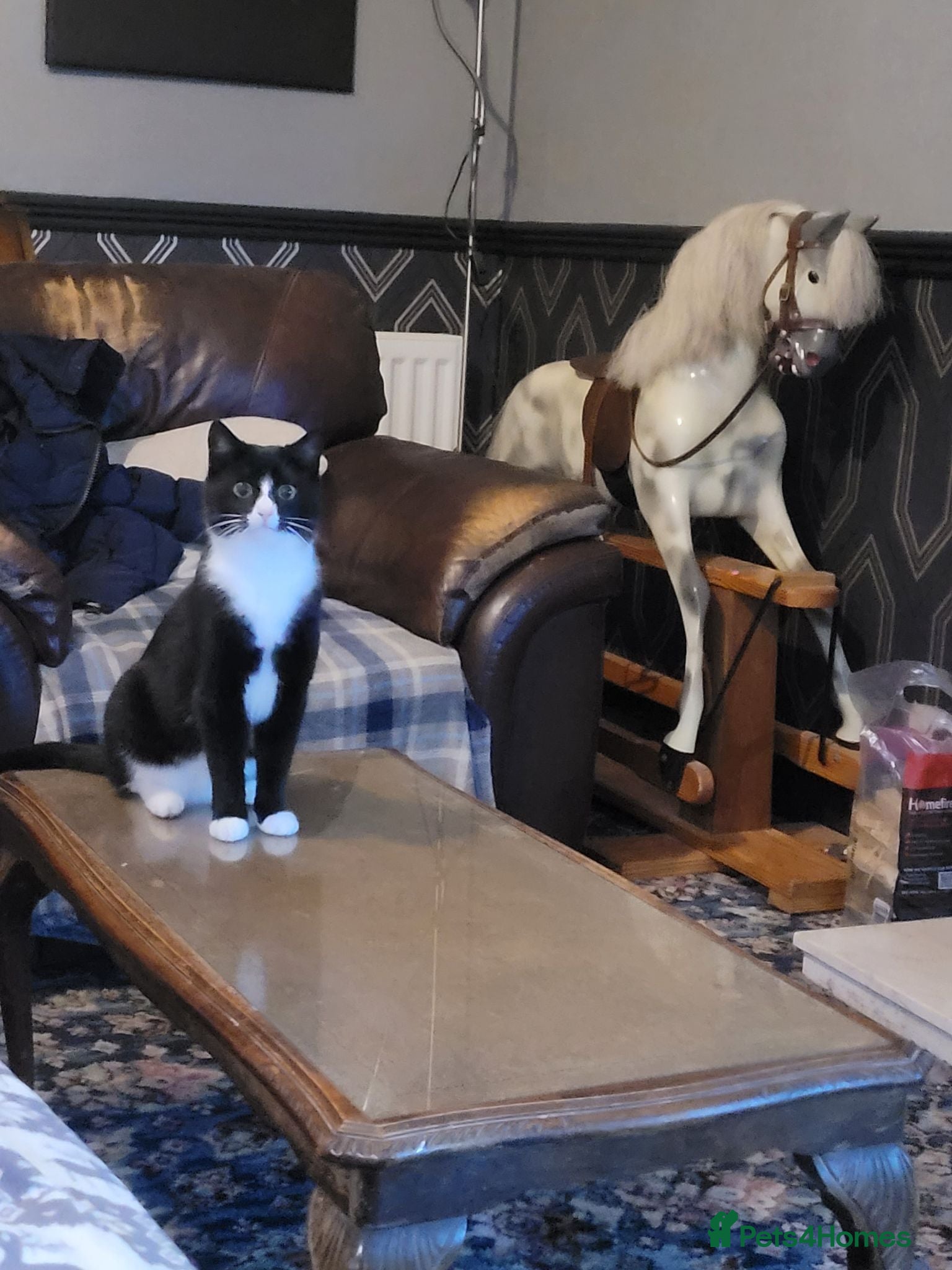 Domestic Shorthair cats 4 Kittens looking for new forever homes - Advert 3