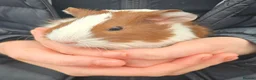 Guinea Pig rodents for sale: Female guinea pigs - Advert 5
