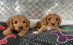 Cavapoo dogs for sale: F1 CAVAPOO puppies for sale  - Image 24