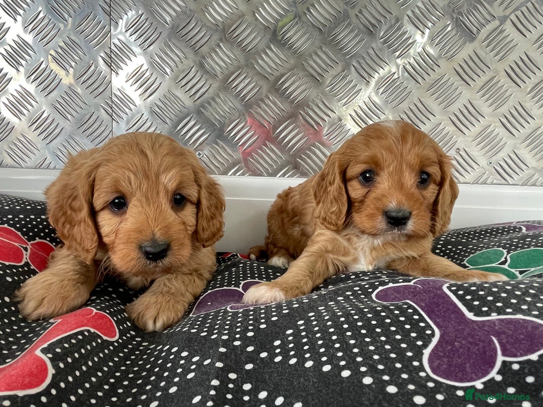 Cavapoo dogs for sale: F1 CAVAPOO puppies for sale  - Image 24