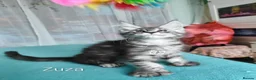 Maine Coon cats for sale: Polidactyl XXL maine coon girl❤️ - Advert 6