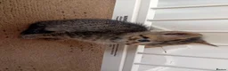Mixed Breed cats for sale: 3 lively kittens looking a new home - Advert 10
