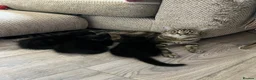 Mixed Breed cats for sale: Two beautiful black kittens  in Bracknell - Advert 13