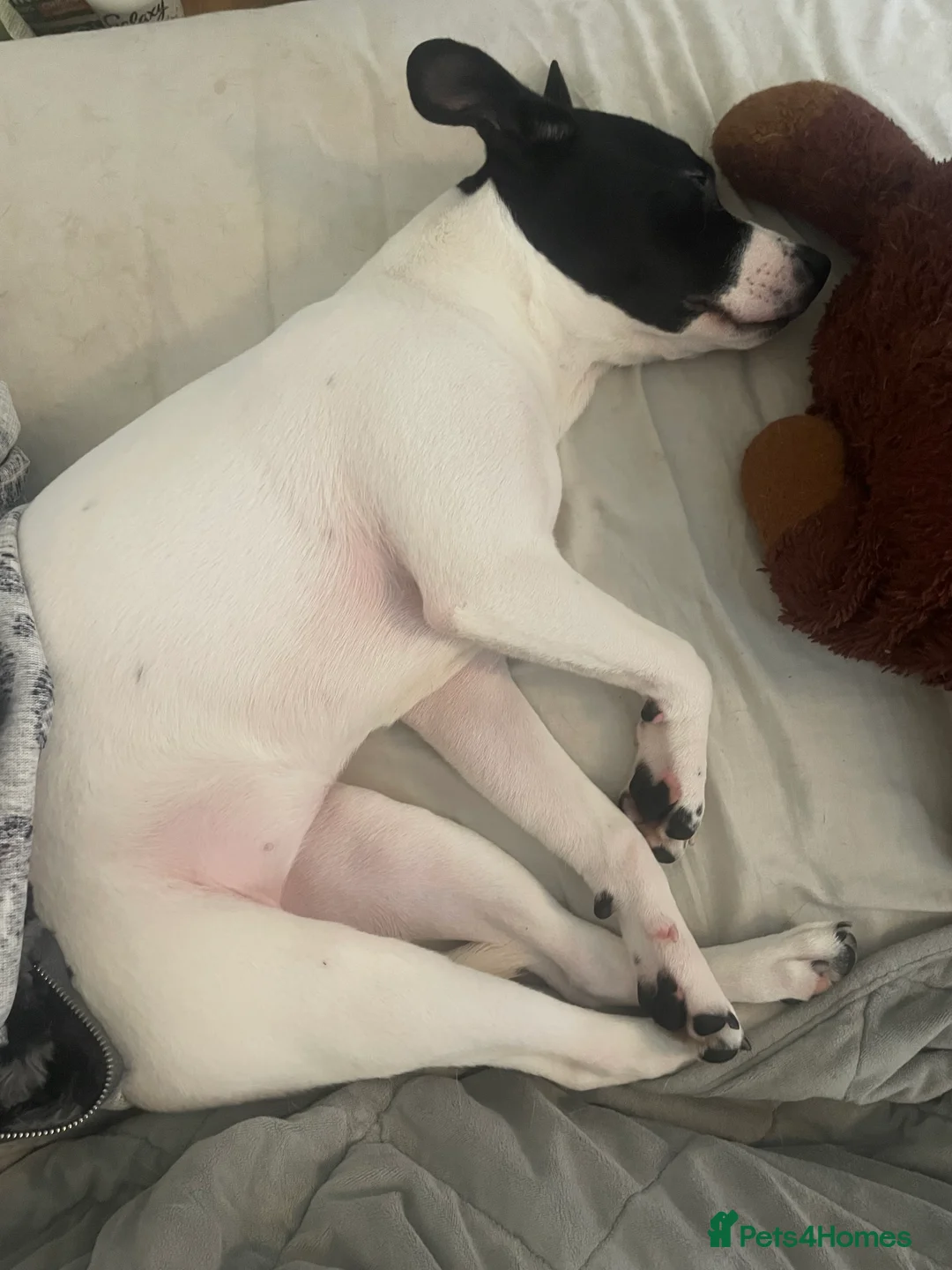 Mixed Breed dogs for sale: 6m Staffordshire bull terrier x lurcher female  - Advert 10