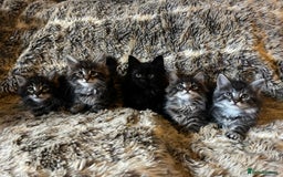 Maine Coon cats for sale: Maine coon kittens - Image 7