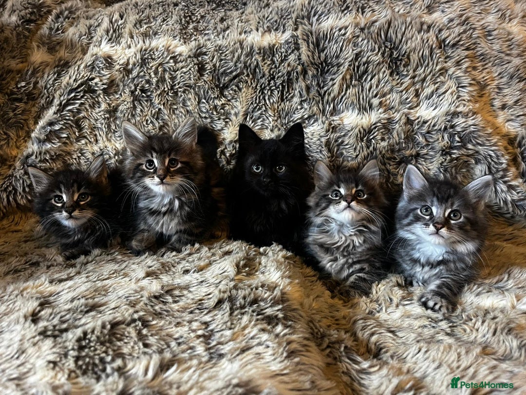 Maine Coon cats for sale: Maine coon kittens - Image 7