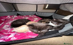 Ragdoll cats for sale: Ragdoll x Russian blue kittens  - Image 3