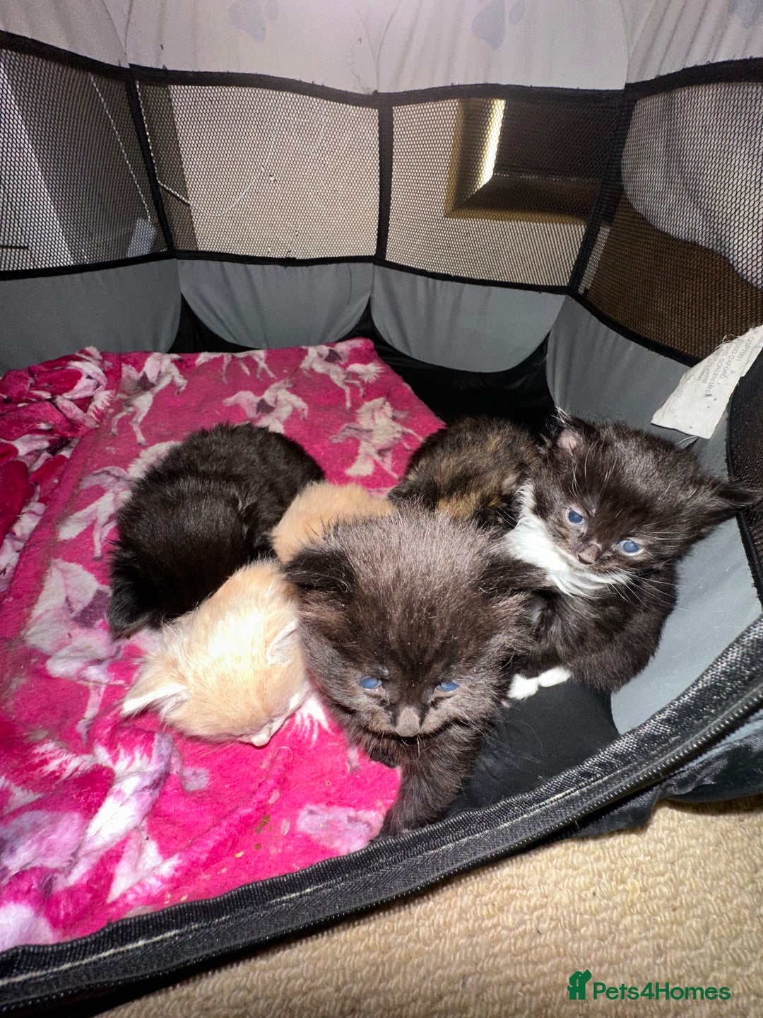Ragdoll cats for sale: Ragdoll x Russian blue kittens  - Image 3