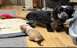 Cocker Spaniel dogs for sale: Handsome cocker spaniel boys - Image 16