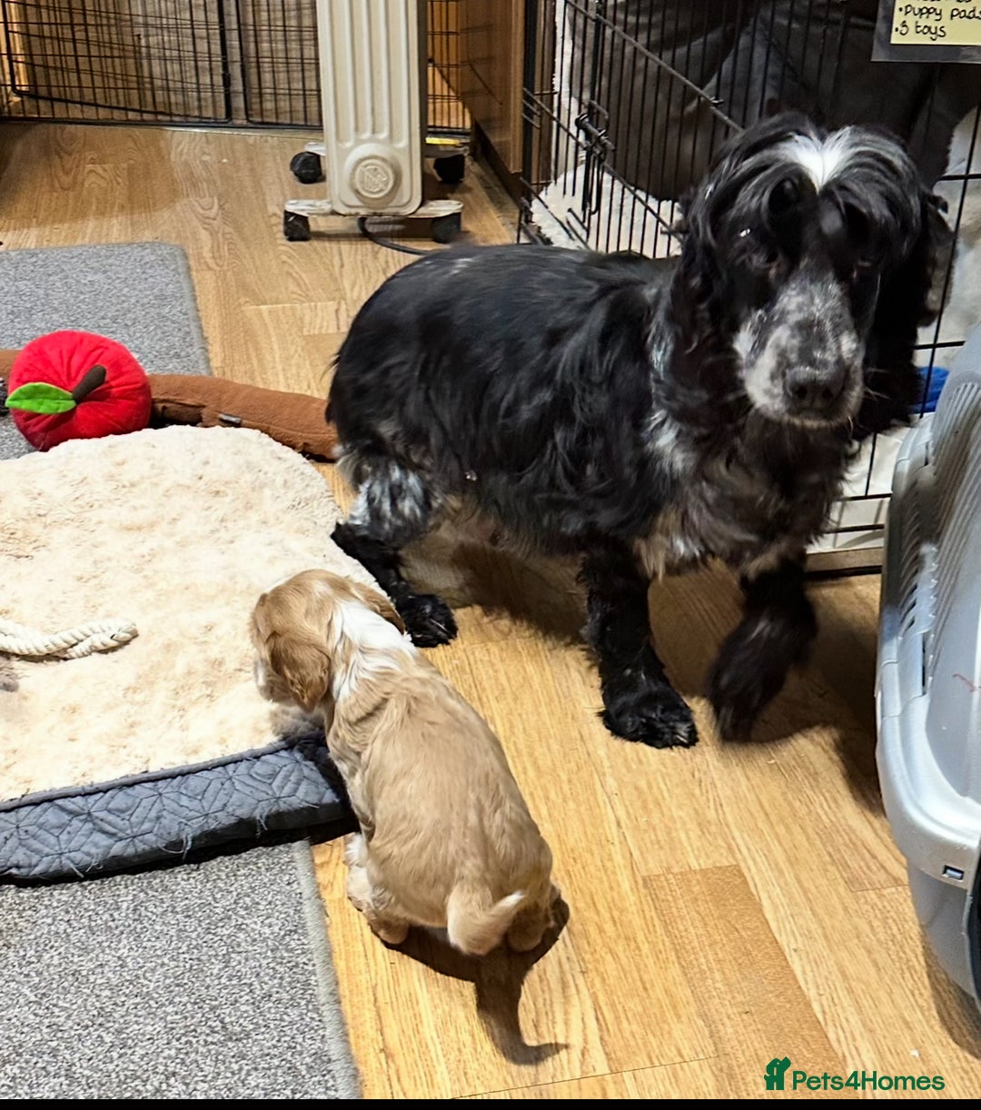 Cocker Spaniel dogs for sale: Handsome cocker spaniel boys - Image 16