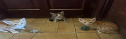 Mixed Breed cats for sale: Beautiful mixed breed kittens short haired  - Advert 4