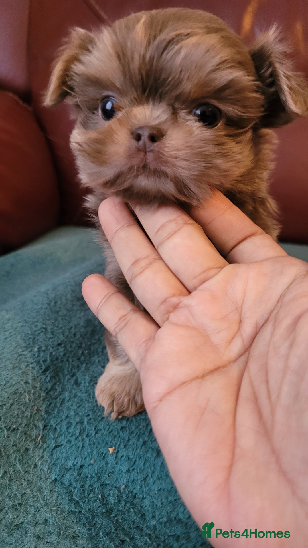 Shih Tzu dogs for sale: Three stunning KC Lavender/dobie Imperial ShihTzu - Advert 12