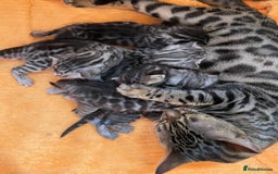 Bengal cats for sale: Stunning Pure Bengals family ❤️ TICA - Image 14