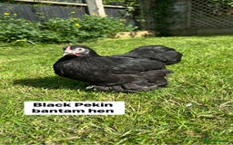 Chickens poultry for sale: Bantam hens at point of lay - Image 6