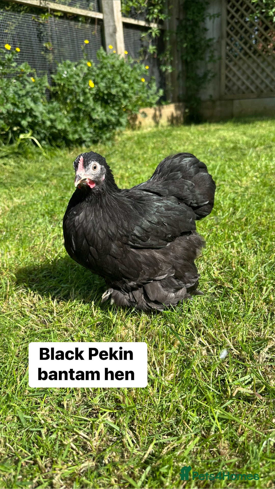 Chickens poultry for sale: Bantam hens at point of lay - Image 6