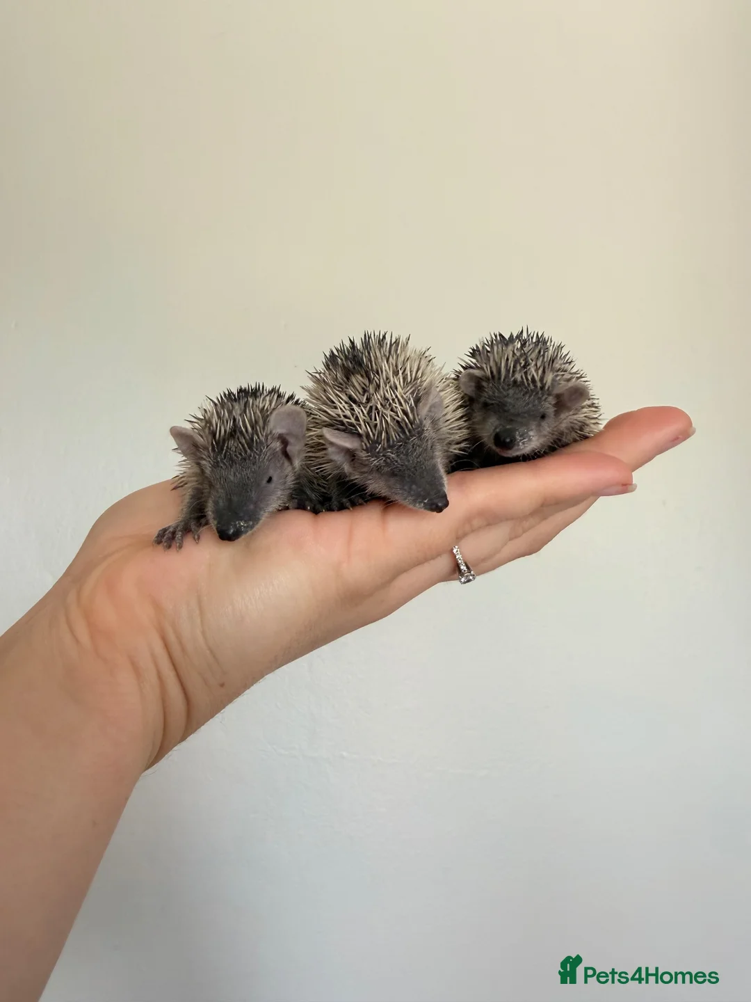Pygmy Hedgehog rodents for sale: Lesser tenrecs available to reserve  - Advert 2