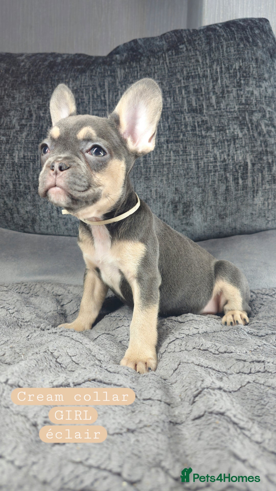 French Bulldog dogs for sale: KC unique french bulldogs - Image 5