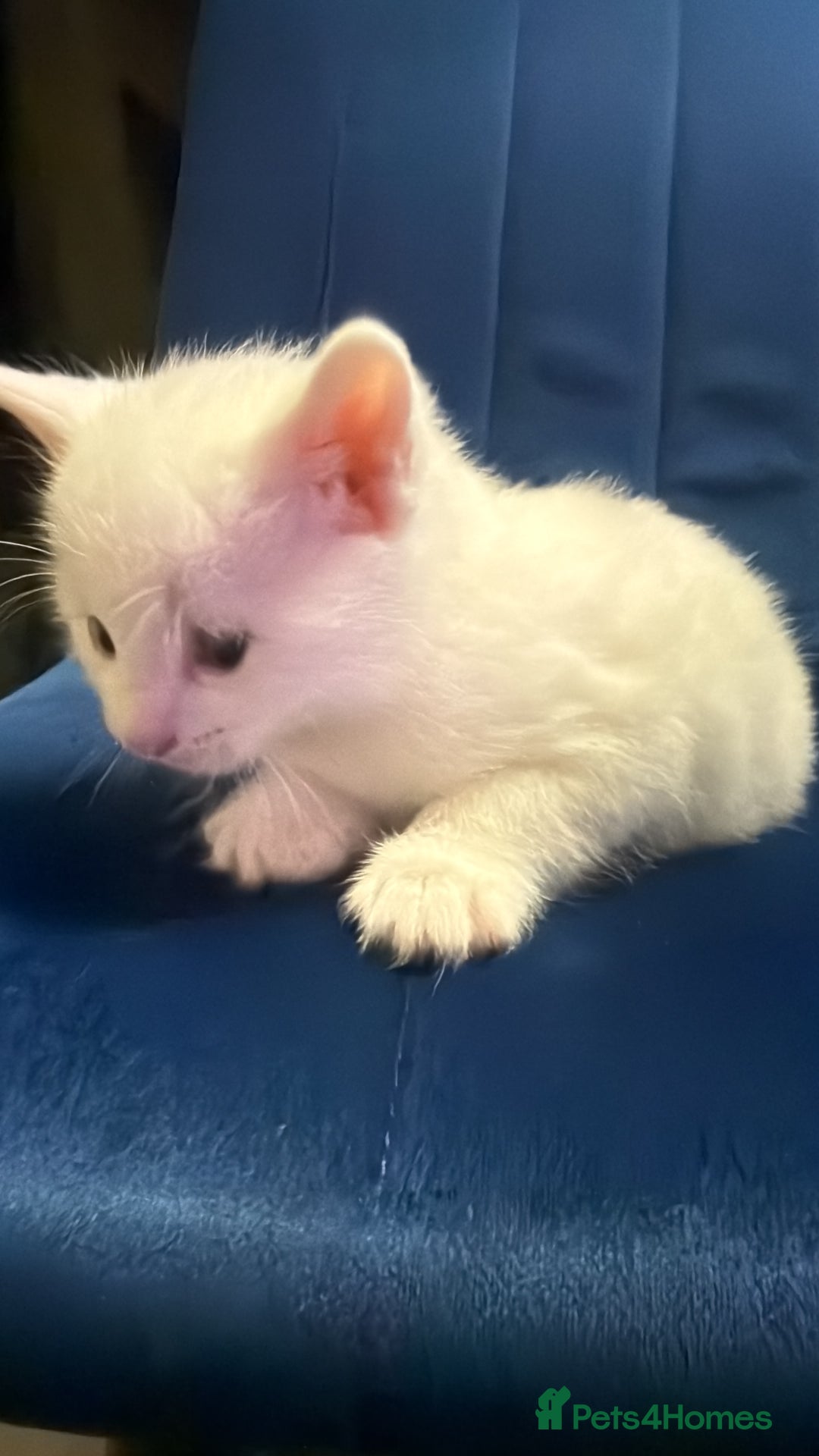 Mixed Breed cats for sale: Kittens  - Advert 2