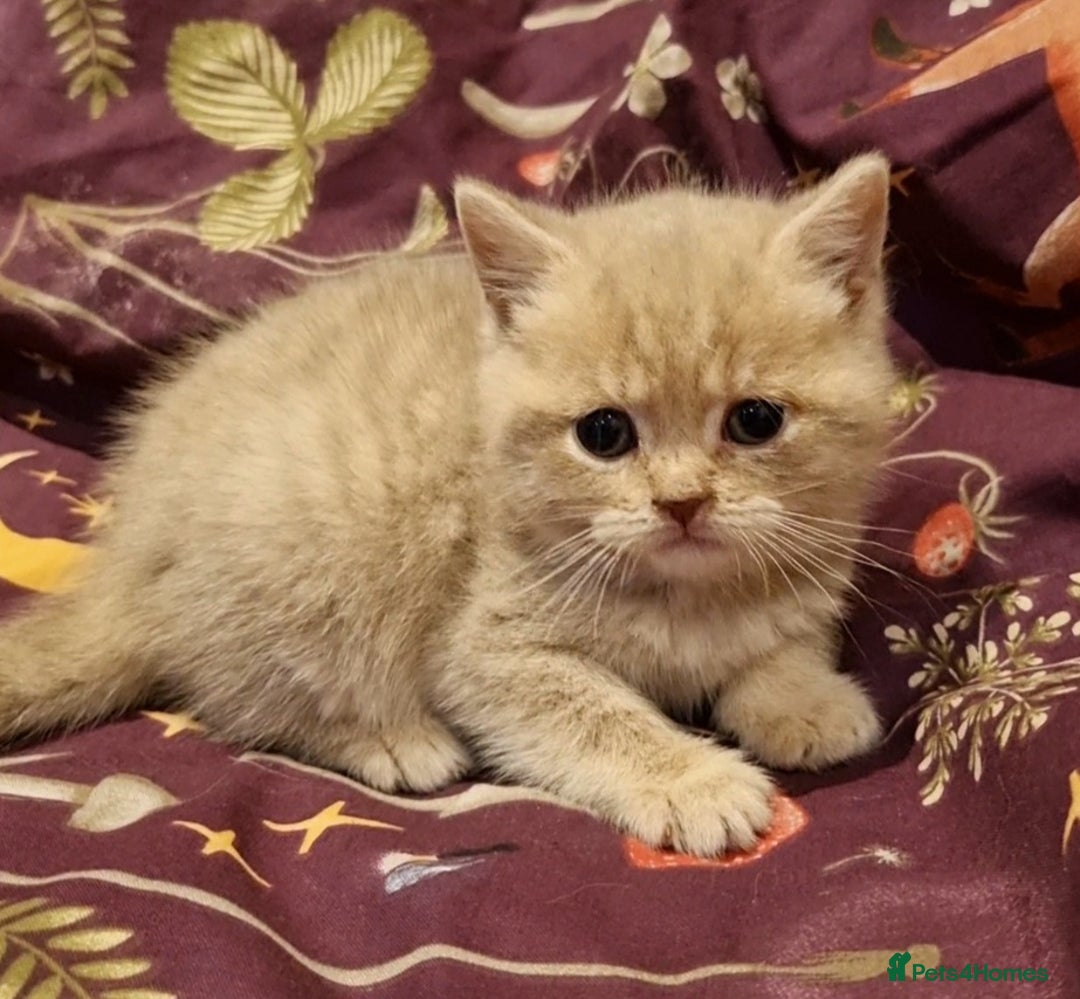 British Shorthair cats for sale: Blue & stripy, boys & girls ava British shorthairs in Eastbourne - Image 12