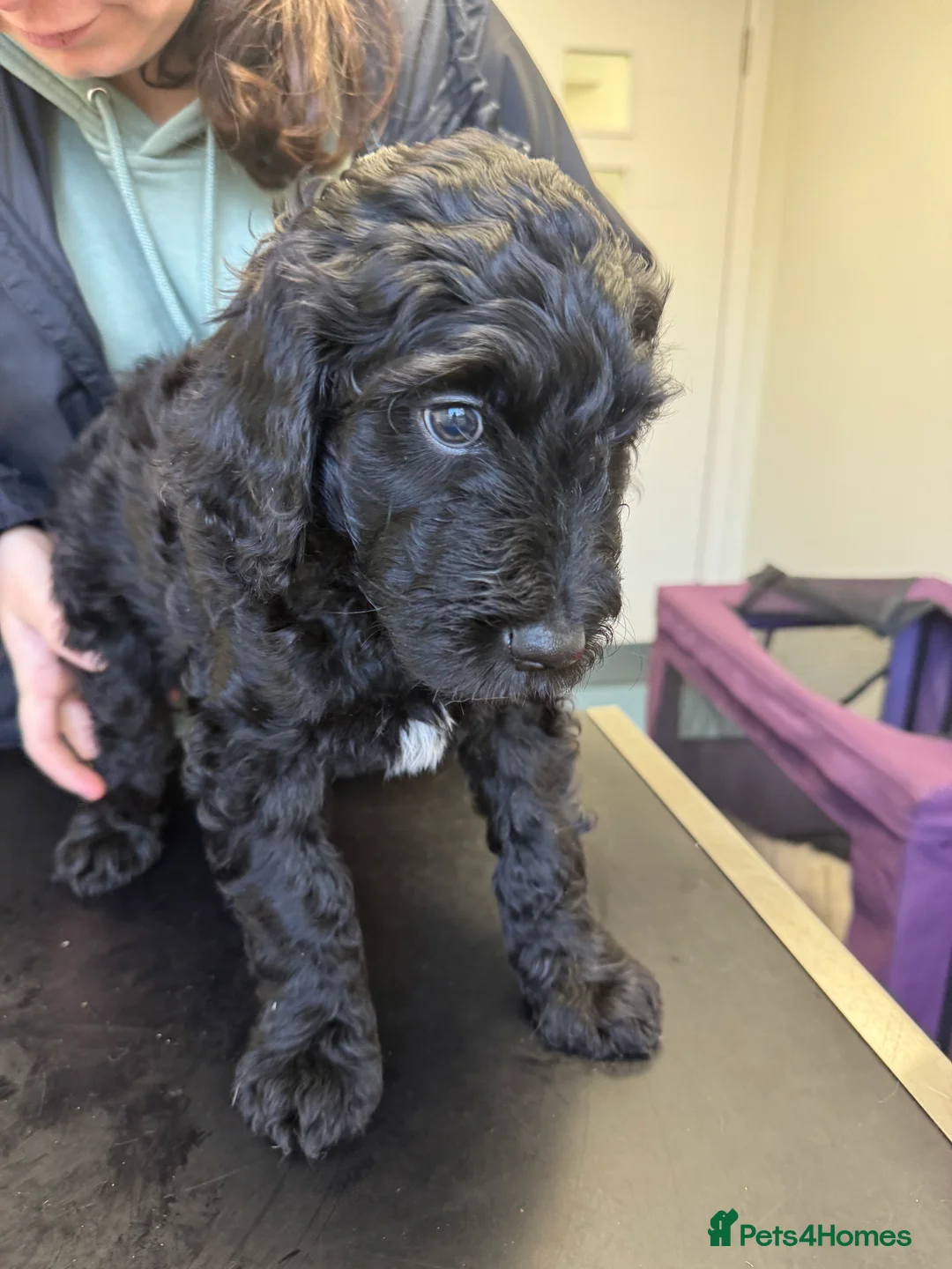 Goldendoodle dogs for sale: Golden doodle F1B stunning puppies  - Advert 31