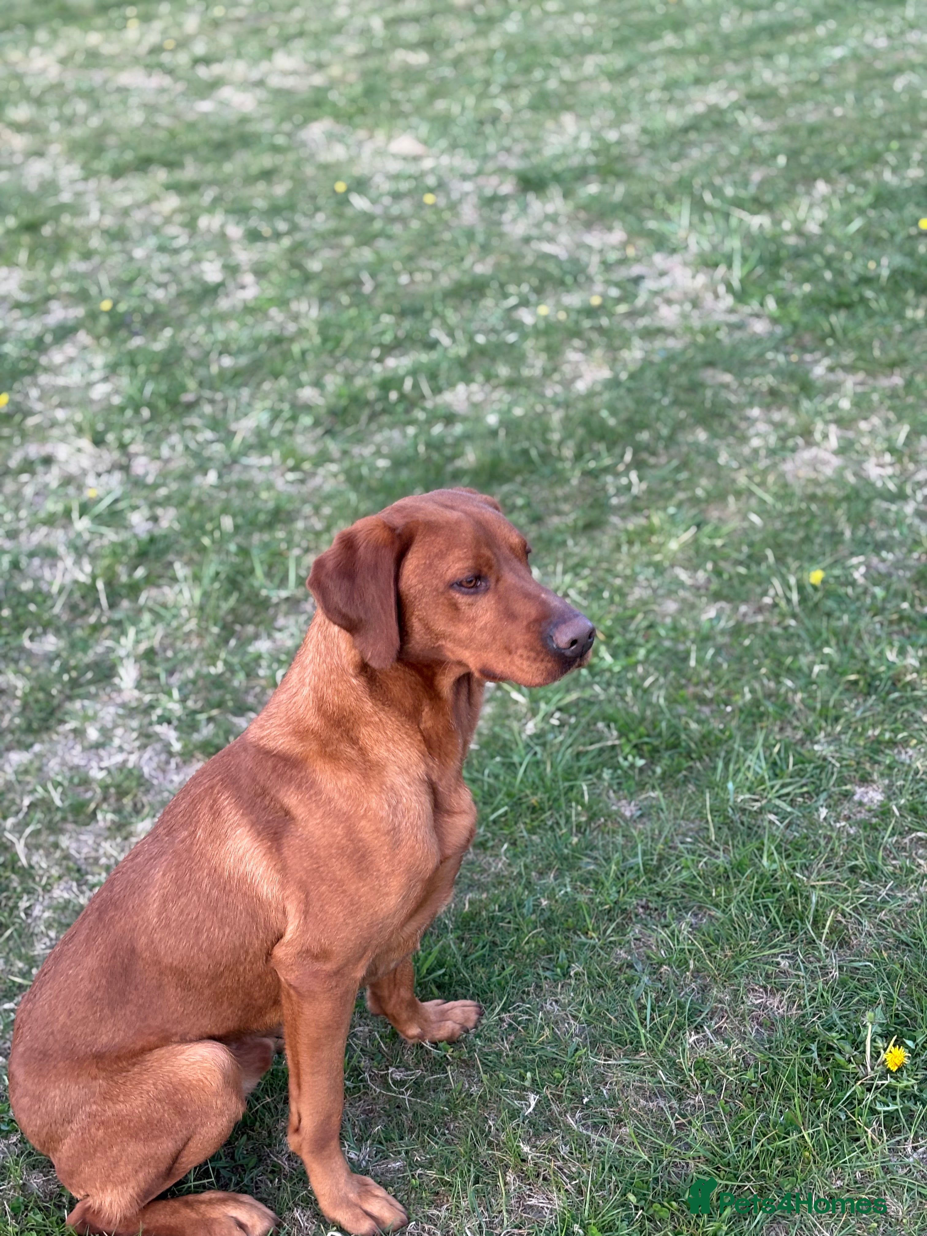 Labrador Retriever dogs Ozzy-proven health tested stud - Advert 16