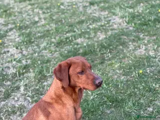 Labrador Retriever dogs Ozzy-proven health tested stud - Advert 16