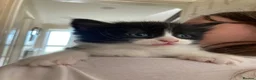 Mixed Breed cats for sale: Kittens looking for forever homes - Advert 5