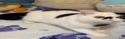 Exotic cats for sale: Black and white exotic boy - Advert 17