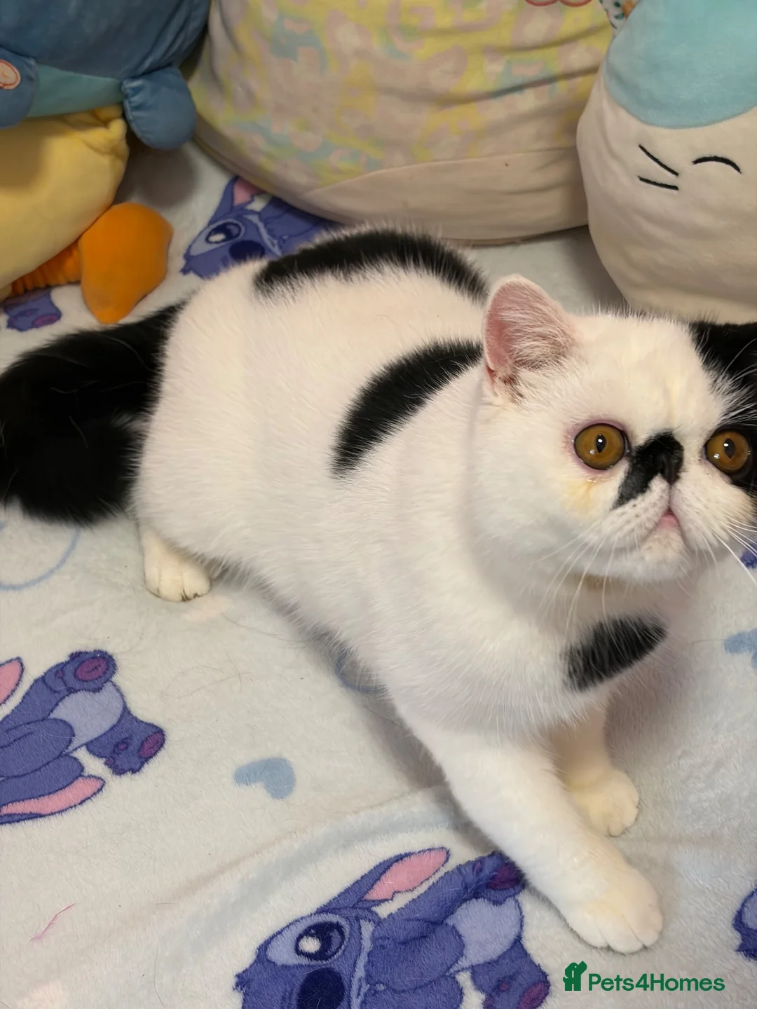 Exotic cats for sale: Black and white exotic boy - Advert 17