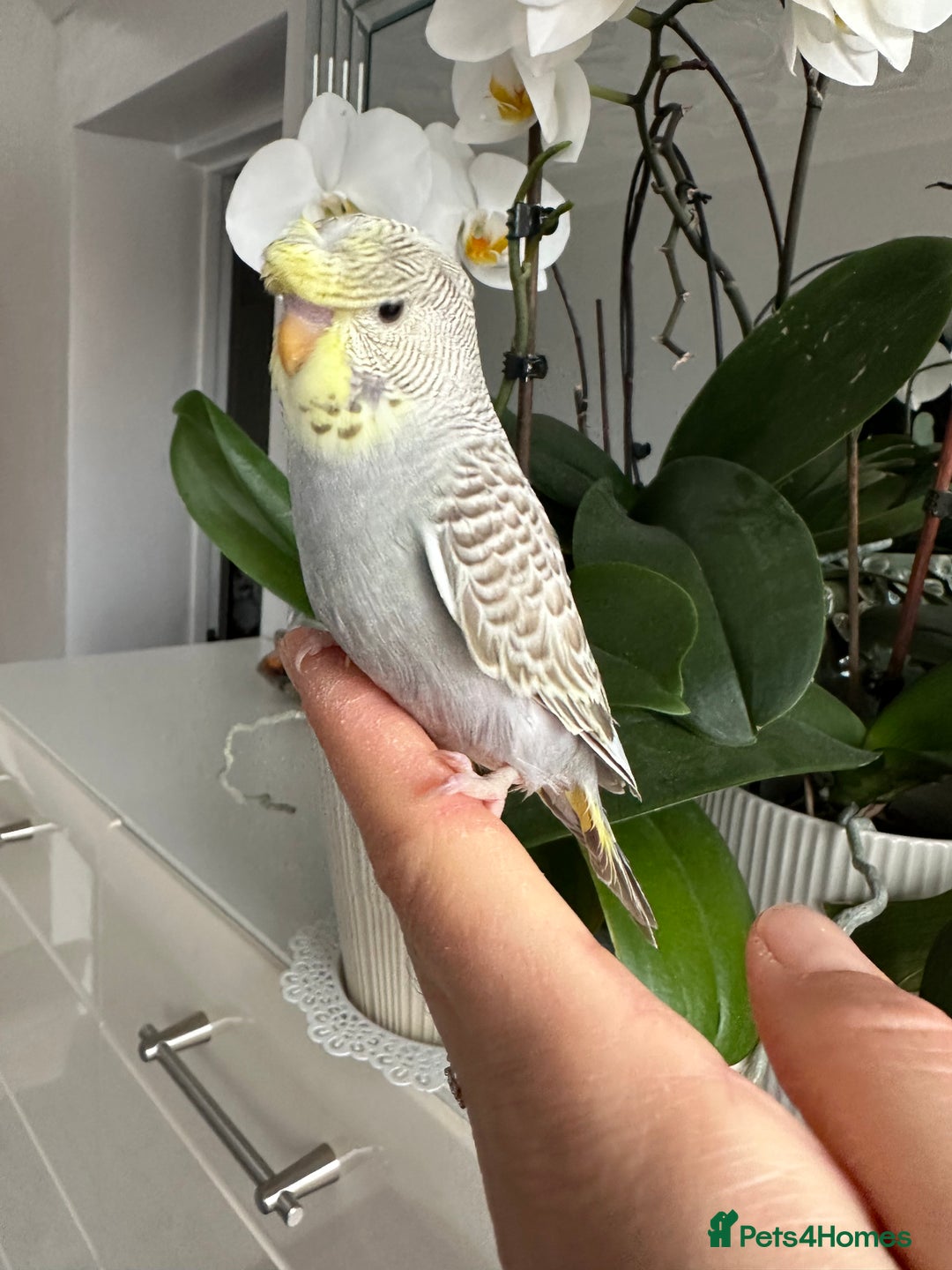 Budgerigars birds for sale: Hand Tame male crested baby budgie  - Image 8