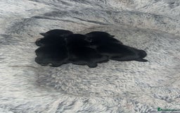 Chihuahua dogs for sale: Chihuahua Puppies  - Advert 6