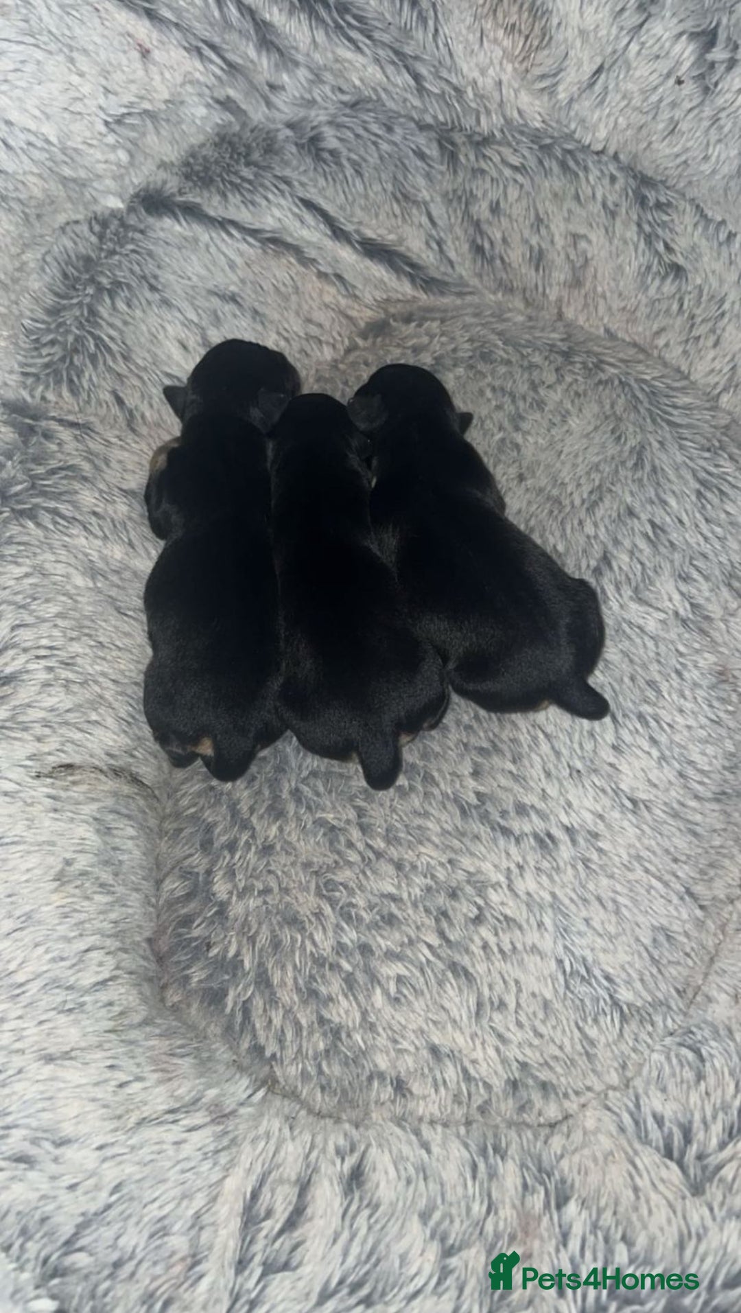 Chihuahua dogs for sale: Chihuahua Puppies  - Advert 6