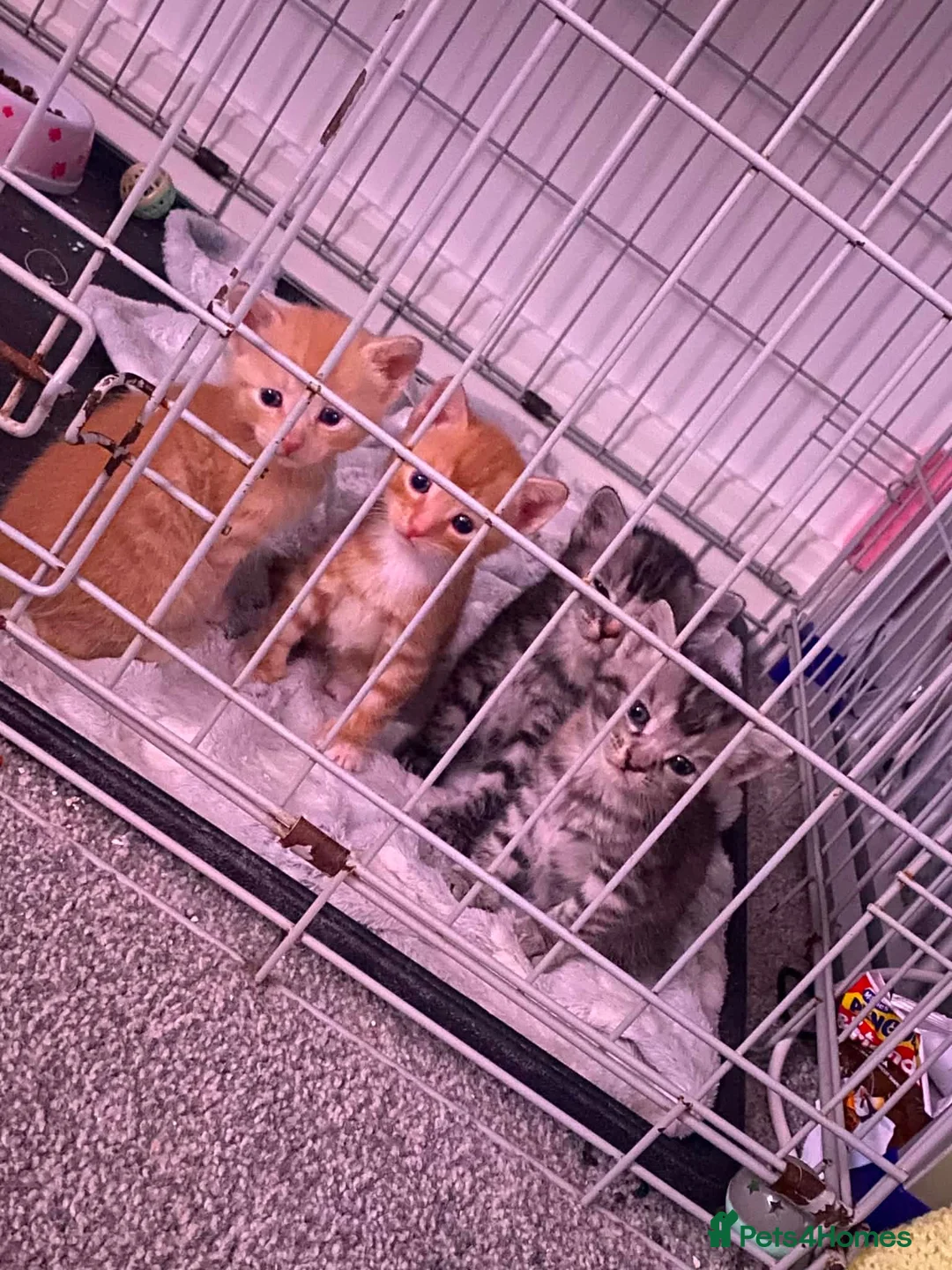 Mixed Breed cats for sale: 4 beautiful kittens  in Loughborough - Advert 5