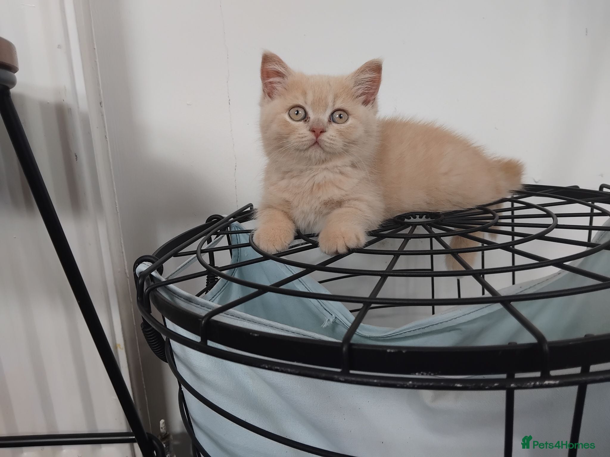 British Shorthair cats Stunning BSH/BLH Kittens for Sale  - Advert 1